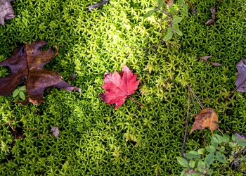 Canada